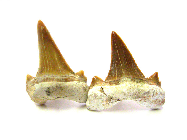 Shark Teeth Cufflinks